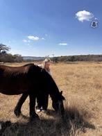 verzorger aangeboden! verzorg pony/paard gezocht!