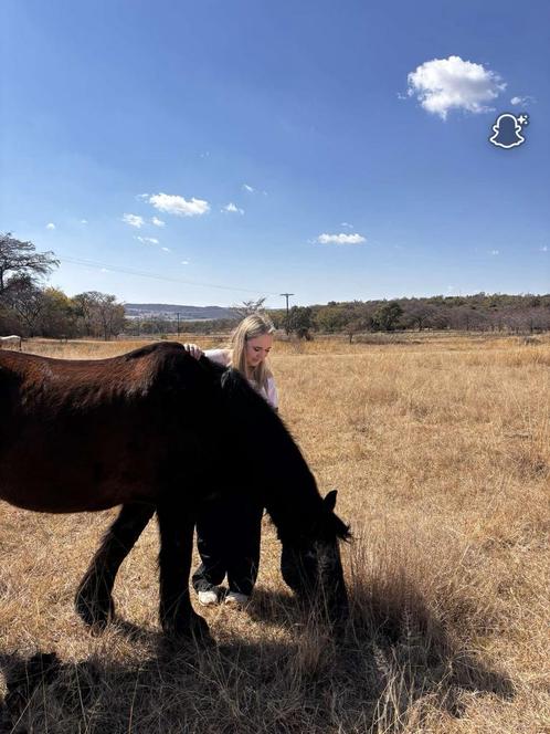 verzorger aangeboden! verzorg pony/paard gezocht!, Dieren en Toebehoren, Stalling en Weidegang