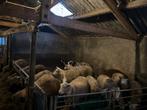 Te koop weide lammeren, Dieren en Toebehoren, Meerdere dieren, Schaap