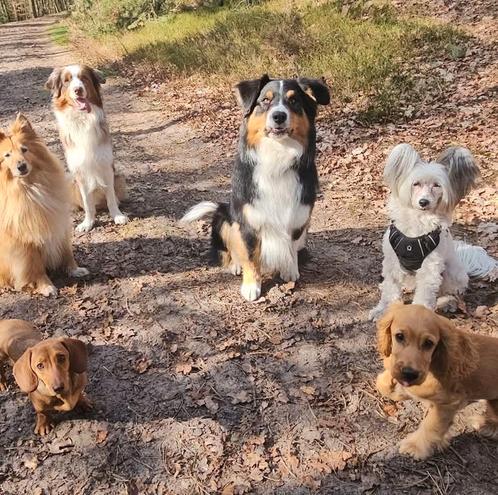 Op pad met passie - uitlaatservice, Diensten en Vakmensen, Dieren | Honden | Verzorging, Oppas en Les, Uitlaatservice