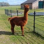 Mooie alpaca dekhengst, Mannelijk, Voor 1 juli 2024