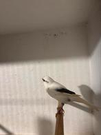 Mooie poppen, Dieren en Toebehoren, Vogels | Kanaries, Vrouwelijk, Kleurkanarie