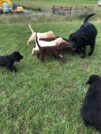 Labrador pups, Dieren en Toebehoren, Honden | Retrievers, Spaniëls en Waterhonden, 8 tot 15 weken, Labrador retriever, Meerdere