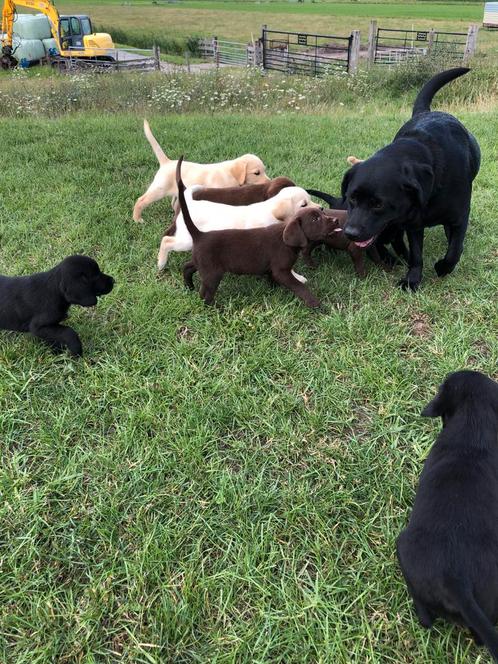 Labrador pups, Dieren en Toebehoren, Honden | Retrievers, Spaniëls en Waterhonden, Meerdere dieren, Labrador retriever, Particulier