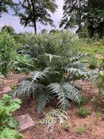 Kardoen BIOLOGISCH, Ophalen, Volle zon, Zomer, Groenteplanten
