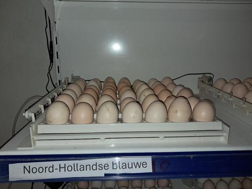 broedeieren noord hollandse blauwe - bevruchting 85 a 90%, Dieren en Toebehoren, Pluimvee, Kip, Geslacht onbekend