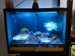 Paludarium 60x40x60, Ophalen, Gebruikt, Terrarium of Paludarium