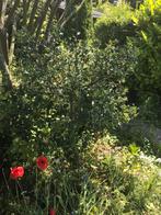 Hulst gratis., Tuin en Terras, Planten | Struiken en Hagen, Ophalen, Hulst, Minder dan 100 cm
