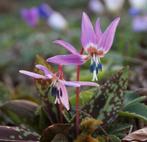 hondstand Erythomium dc purple king bollen, Tuin en Terras, Bloembollen en Zaden, Ophalen, Voorjaar, Halfschaduw, Bloembol