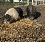 2 mini varkentjes gratis af te halen, Dieren en Toebehoren, Schapen, Geiten en Varkens, Meerdere dieren, Varken, 3 tot 5 jaar