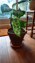 Mooie Dieffenbachia kamerplant, Ophalen, Overige soorten, Halfschaduw, In pot