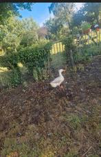 Twee grote eenden met kuif., Meerdere dieren, Eend
