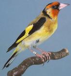 Gezocht gele putter, Dieren en Toebehoren, Mannelijk, Wildzangvogel
