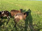 Zuivere noordhollander rammen, Dieren en Toebehoren, Schapen, Geiten en Varkens, Mannelijk, Schaap, 0 tot 2 jaar