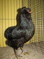 Araucana kippen............, Vrouwelijk, Kip
