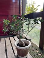 Bonsai - Chinese Vijg (Ficus microcarpa 'Ginseng’), Ophalen, Ficus, Halfschaduw, In pot