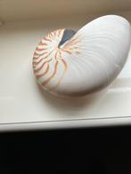 Nautilus Schelp  groot, Ophalen of Verzenden, Zo goed als nieuw