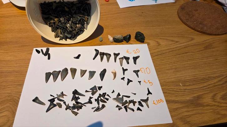 Collectie haaientanden, Verzamelen, Dierenverzamelingen, Gebruikt, Overige typen, Overige soorten, Ophalen of Verzenden