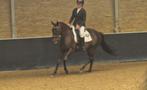 Iers sportpaard tekoop, Dieren en Toebehoren, Paarden, Dressuurpaard, L, 160 tot 165 cm, 11 jaar of ouder
