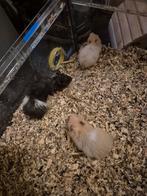 Baby hamsters, Dieren en Toebehoren, September, Geslacht onbekend, Hamster