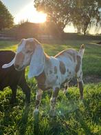 2 bokjes te koop, Dieren en Toebehoren, Schapen, Geiten en Varkens, Mannelijk, Geit