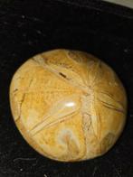 Fossiele Zanddollar - Zee-egel, Verzamelen, Mineralen en Fossielen, Ophalen of Verzenden