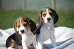 Beagle pups, Beagle, Rabiës (hondsdolheid), 15 weken tot 1 jaar, Buitenland