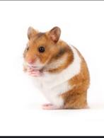 Hamster gezocht, Dieren en Toebehoren, Minder dan 60 cm, Ophalen of Verzenden, Hamster