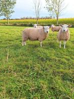 Dekrammen, Dieren en Toebehoren, Schapen, Geiten en Varkens, Mannelijk, Schaap, 0 tot 2 jaar