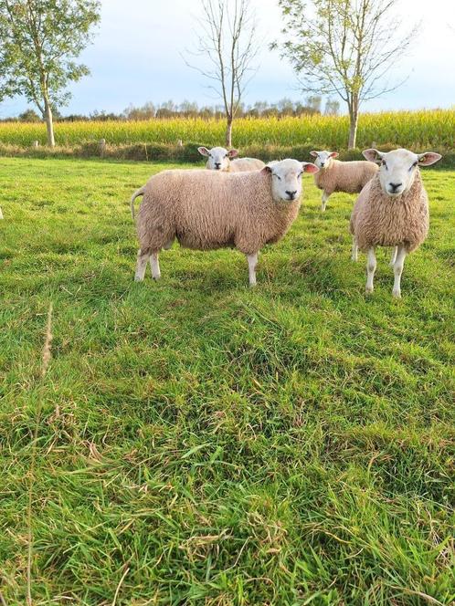 Dekrammen, Dieren en Toebehoren, Schapen, Geiten en Varkens, Schaap, Mannelijk, 0 tot 2 jaar