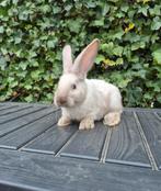 Lieve jonge duitse reuzen, Dieren en Toebehoren, Konijnen, Mannelijk, Groot