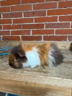 CH teddy cavia beer, Dieren en Toebehoren, Knaagdieren, Mannelijk, Tam, Maart, Cavia