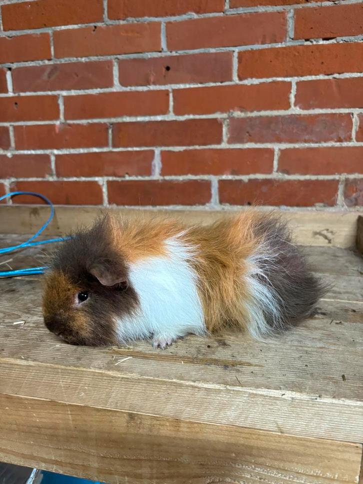 CH teddy cavia beer, Dieren en Toebehoren, Knaagdieren, Mannelijk, Cavia, Maart, Tam