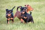 Dwergpinscher pups te koop, Dieren en Toebehoren, Rabiës (hondsdolheid), 15 weken tot 1 jaar, Overige rassen, Buitenland