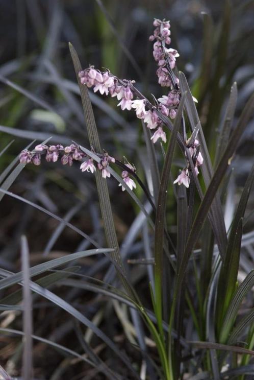 Ophiopogon planiscapus 'Niger', Zwart gras, Slangenbaard, Tuin en Terras, Planten | Tuinplanten, Vaste plant, Siergrassen, Volle zon