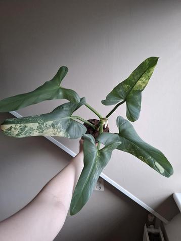 Philodendron Silver Sword Variegata  beschikbaar voor biedingen
