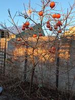 Kakifruit/Sharonfruit boom, 250 cm hoog, Volle zon, Lente, 250 tot 400 cm, Overige soorten