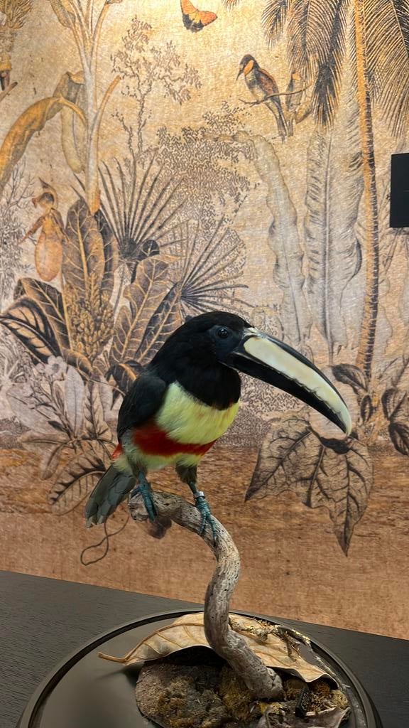 Toekan in stolp - decoratie voor de liefhebber, Verzamelen, Dierenverzamelingen, Ophalen, Nieuw, Insect, Opgezet dier