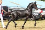 3x kwalitatief hoogwaardige friese merrieveulens te koop, Dieren en Toebehoren, Paarden, Merrie, Minder dan 160 cm, Gechipt, Niet van toepassing