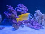 Gele zeevis 15 cm – gezond en actief, Dieren en Toebehoren, Vissen | Aquariumvissen, Vis