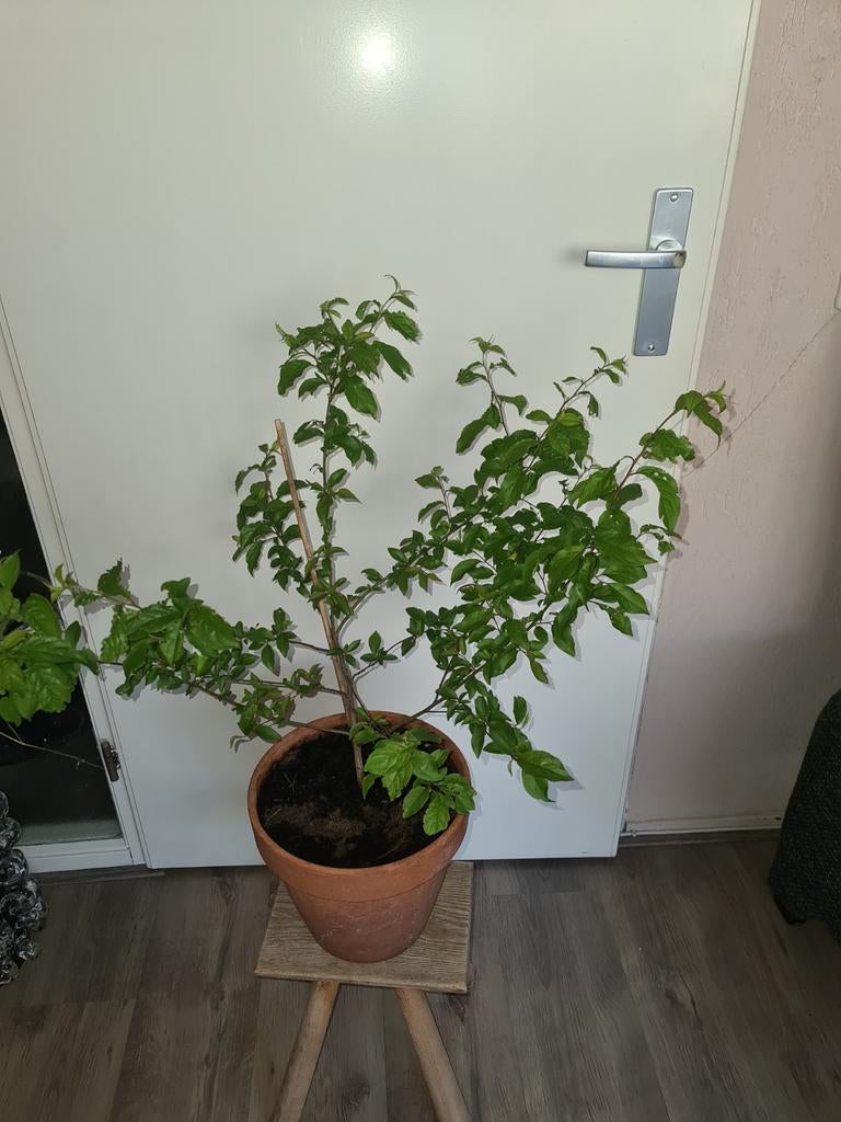 Fruitboom Abrikozenboom in pot  zelfgestekt, Tuin en Terras, Planten | Fruitbomen, Ophalen of Verzenden