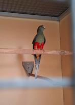 Veelkleuren parkieten., Dieren en Toebehoren, Vogels | Parkieten en Papegaaien, Meerdere dieren, Parkiet