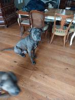 Te koop  cane corso pups., HCC (leverziekte), Overige rassen, 8 tot 15 weken, Meerdere