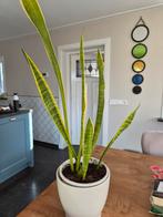 Sanseveria stek excl sierpot, Ophalen, Halfschaduw, Minder dan 100 cm
