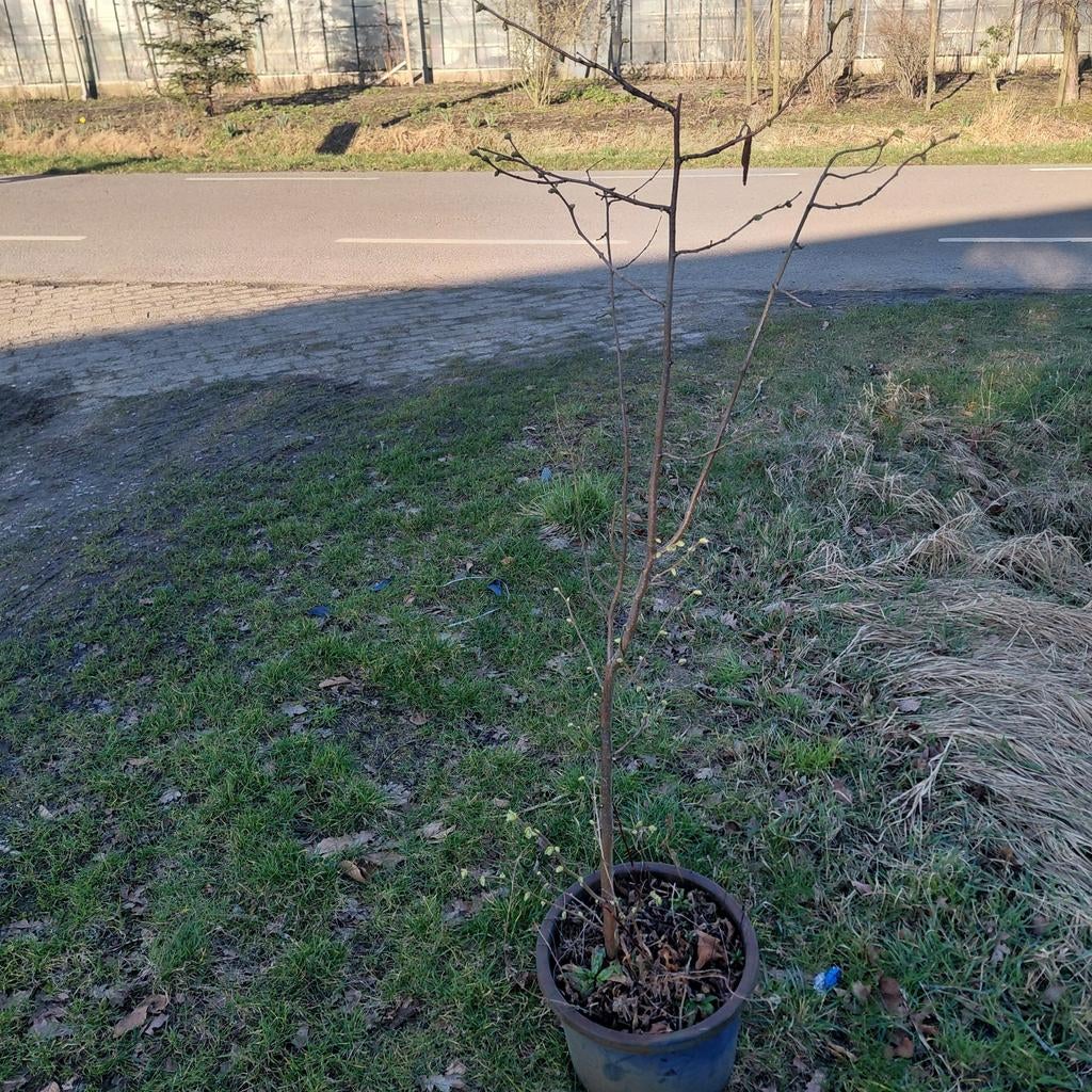 Hazelaar 1.5m - Ideaal voor erfafscheiding/voedselbos, Overige soorten, Lente, 100 tot 250 cm, Ophalen