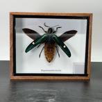 Opgezette kever in doos, Verzamelen, Ophalen of Verzenden, Zo goed als nieuw, Insect, Opgezet dier