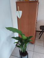 Diverse Kamerplanten: Anthurium en Ficus Bonsai, Ficus, In pot, Minder dan 100 cm, Bloeiende kamerplant