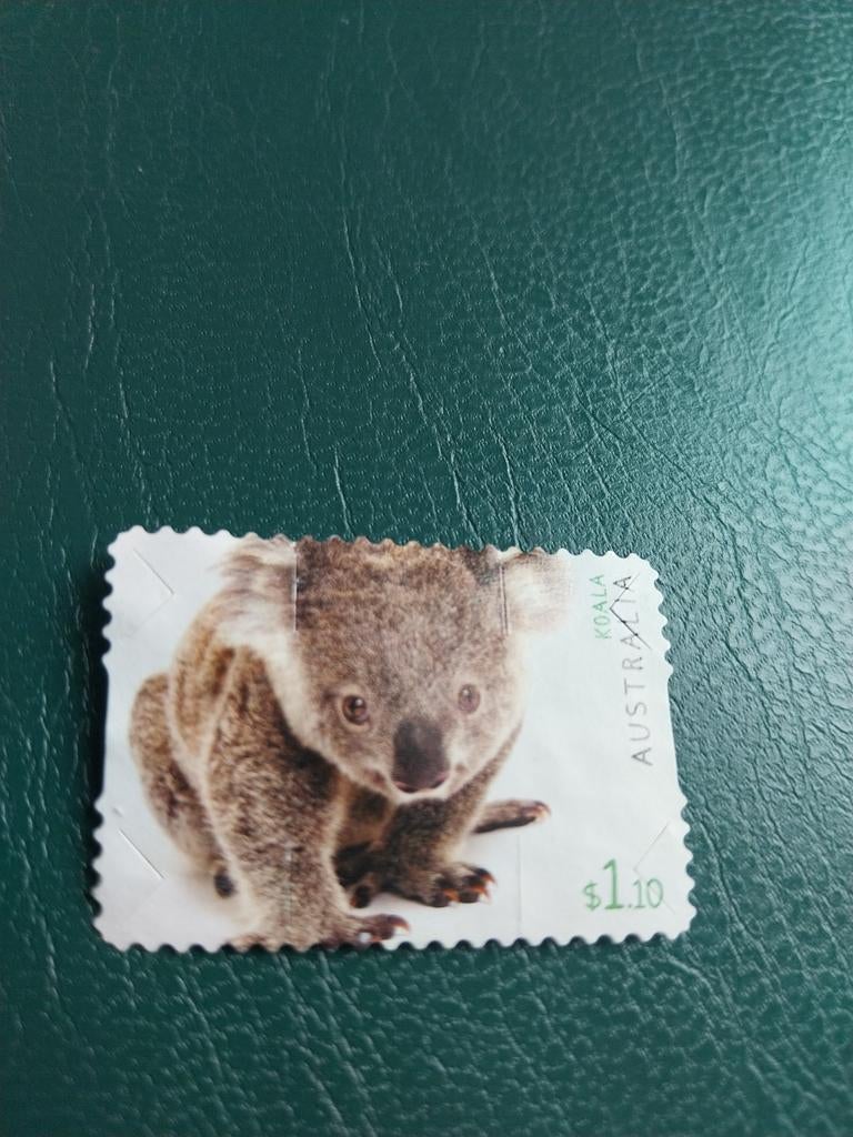 Australië koala 110, Ophalen of Verzenden