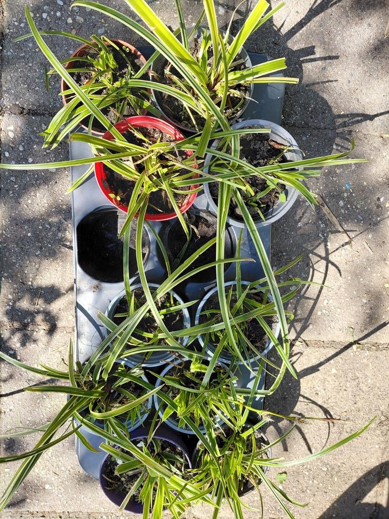 Carex morrowii variegata, Tuin en Terras, Planten | Tuinplanten, Ophalen, Siergrassen, Halfschaduw