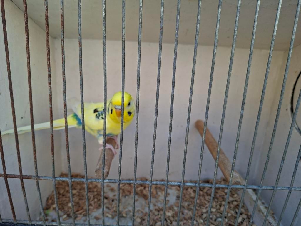 Parkiet, Mannelijk, Parkiet